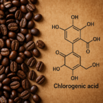 コーヒーのクロロゲン酸の効果と副作用｜若返り・ダイエット・健康サポートの真実と注意点